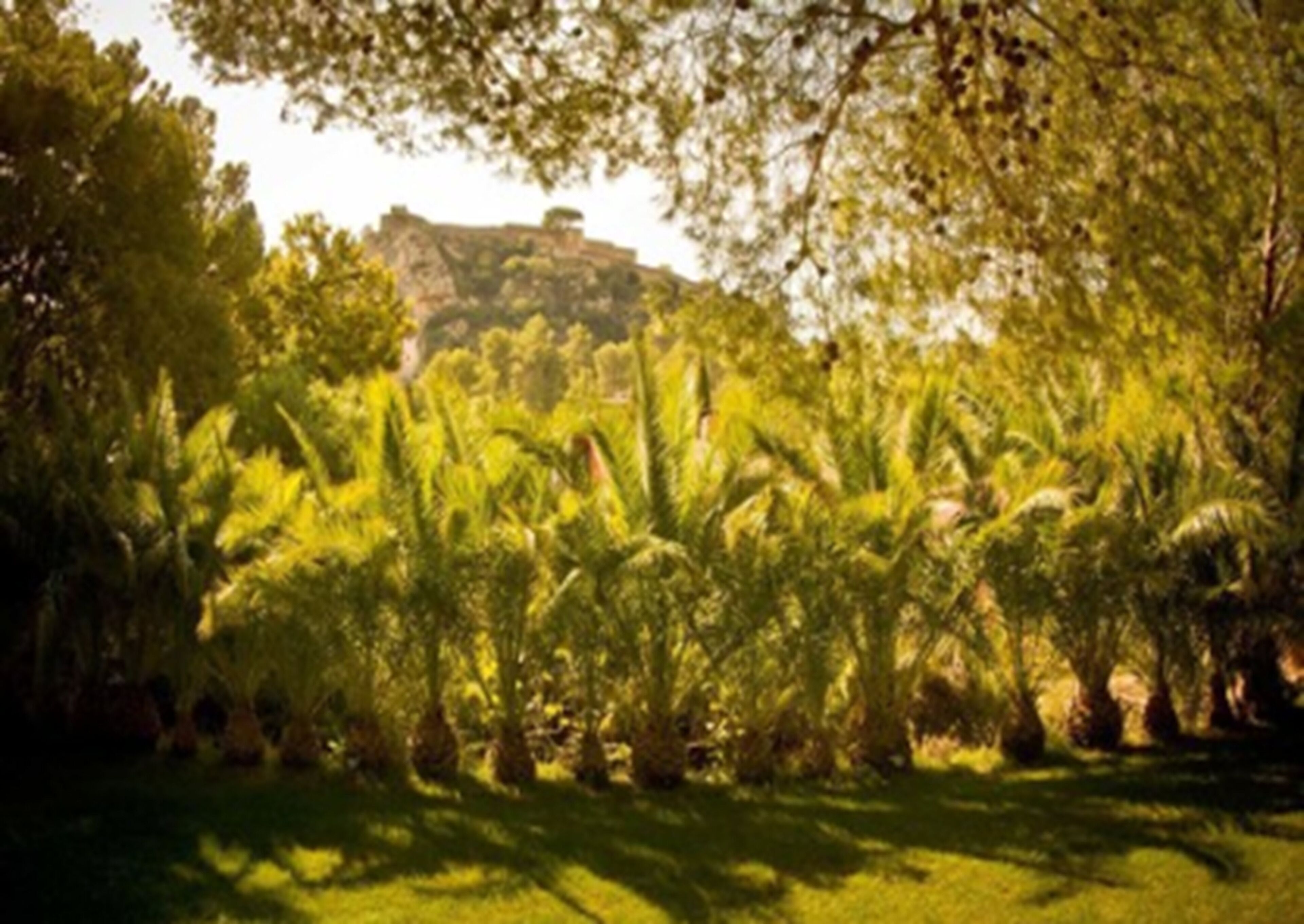 Un exuberante jardín con follaje denso y una colina rocosa a lo lejos.