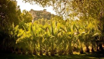 Un exuberante jardín con follaje denso y una colina rocosa a lo lejos.