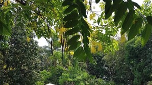 Un área de comedor al aire libre con mesas y sillas, una piscina y abundante vegetación de fondo.