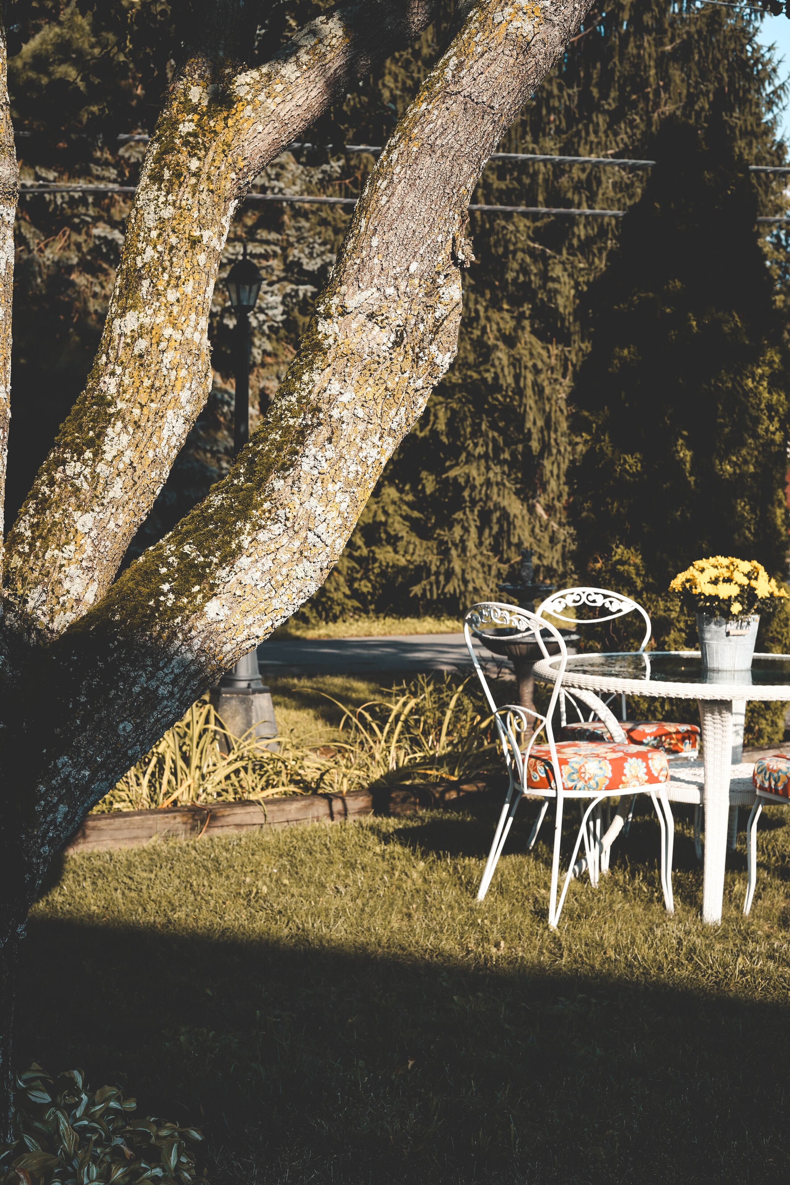 A table with chairs and a potted plant in a garden setting.