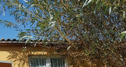 Estudio en jardín tranquilo.
