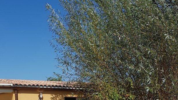 A house with a tiled patio, a wooden door, and a garden with various plants and a white chair. - Studio in quiet garden  (Vieillevigne)