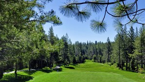 Ein Golfplatz mit einer gepflegten Grünfläche, umgeben von dichten Kiefern.