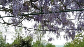 A round table with a patterned tablecloth, surrounded by blue metal chairs, set outdoors with a view of purple wisteria hanging overhead. - "La Bouyerie" cottage in a lovely setting, open countryside, breathtaking view (Najac)