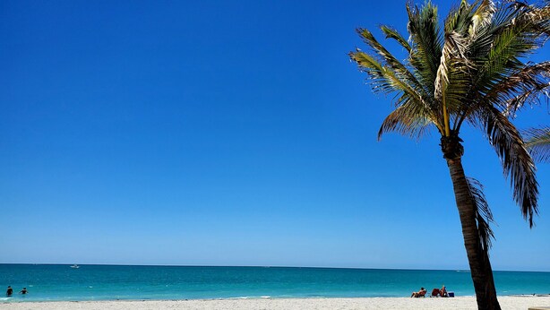 Una playa con una palmera, cielo azul despejado y mar tranquilo.