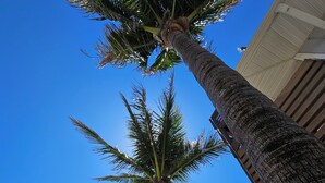Altas palmeras contra un cielo azul despejado.