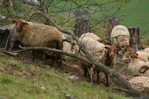 Guests may enjoy a serene rural setting with sheep grazing in a lush green field surrounded by trees and a fence.