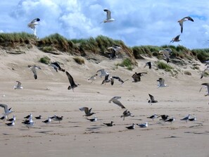Vlak bij het strand, ligstoelen aan het strand