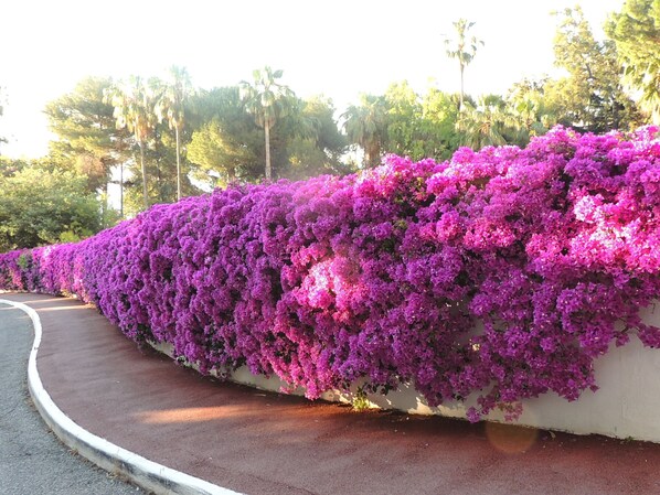 A curved wall covered with vibrant purple flowers.
