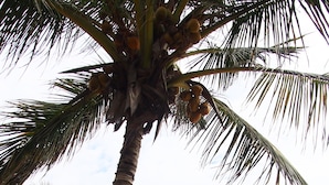 A beachside resort with palm trees, lounge chairs, and a thatched-roof hut. - Caliente Beach Lodge (Toliara)