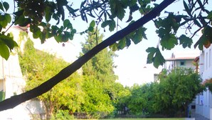 Un césped con una rama de árbol, un edificio blanco al fondo y una cerca.