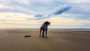 A dog on a beach with a cloudy sky. - The Firecat Country House B&B (Machynlleth)