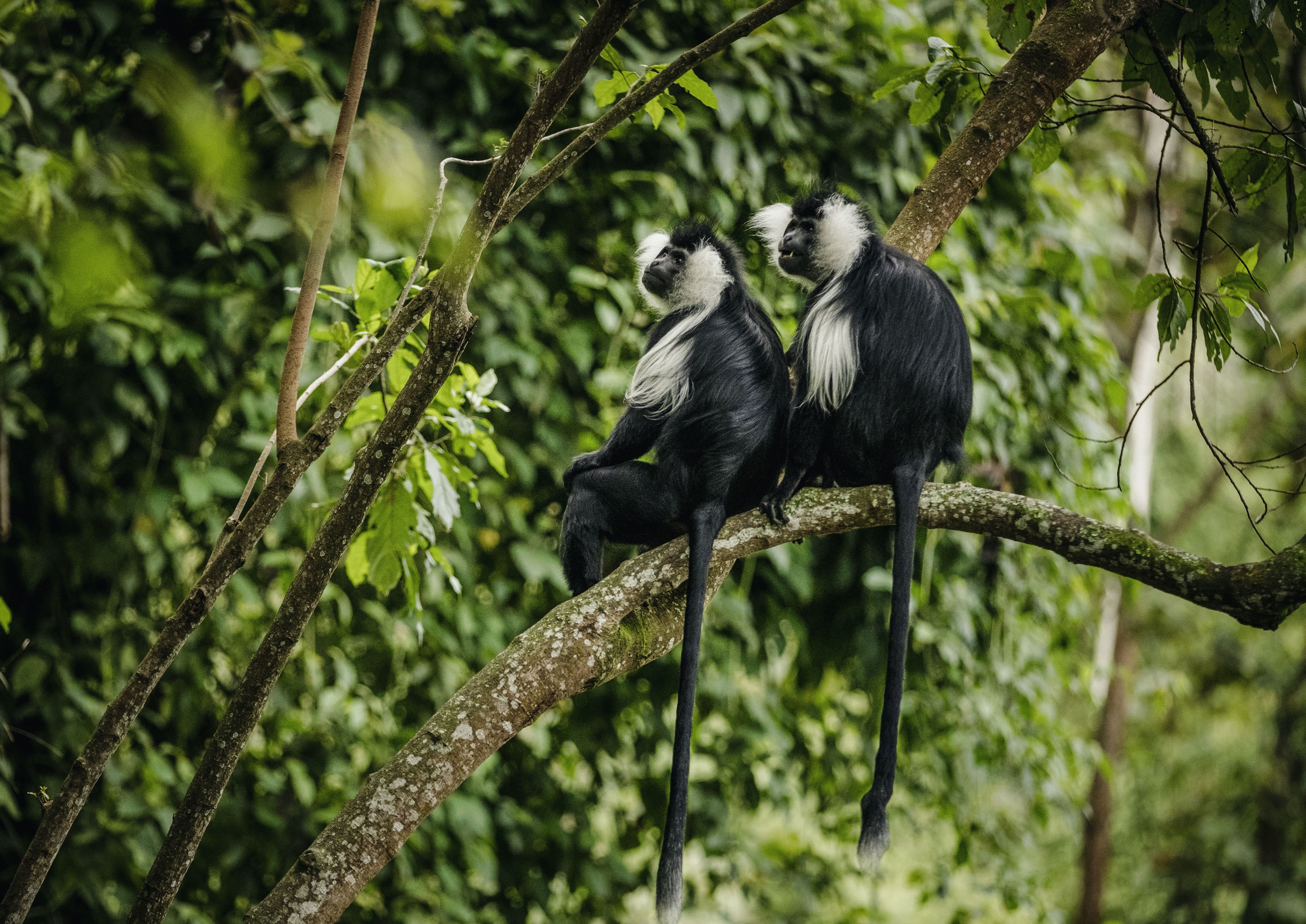 Deux primates noirs et blancs sont assis sur une branche d’arbre, dans une forêt dense.
