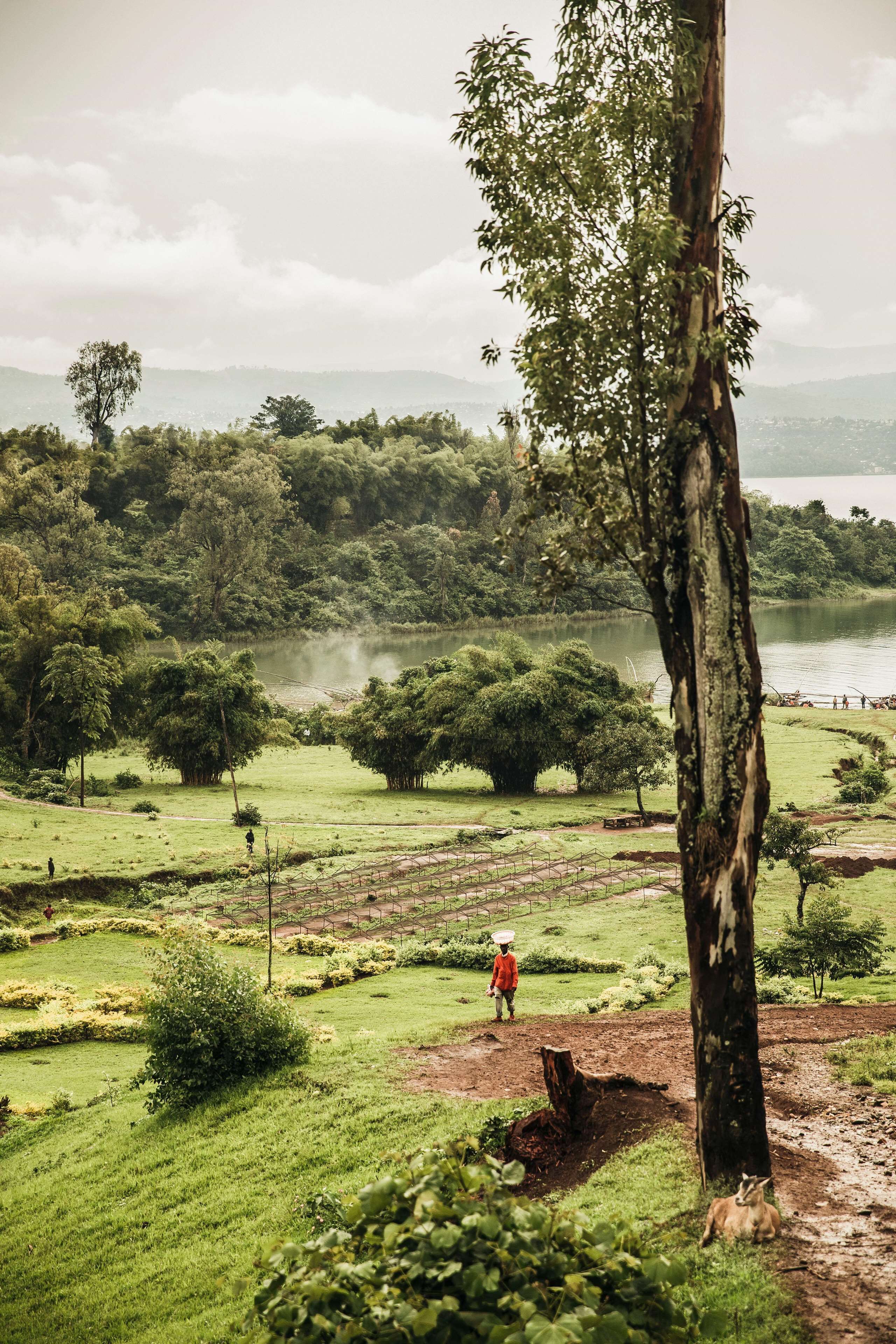 A rural landscape with a lake, trees, and a person walking.