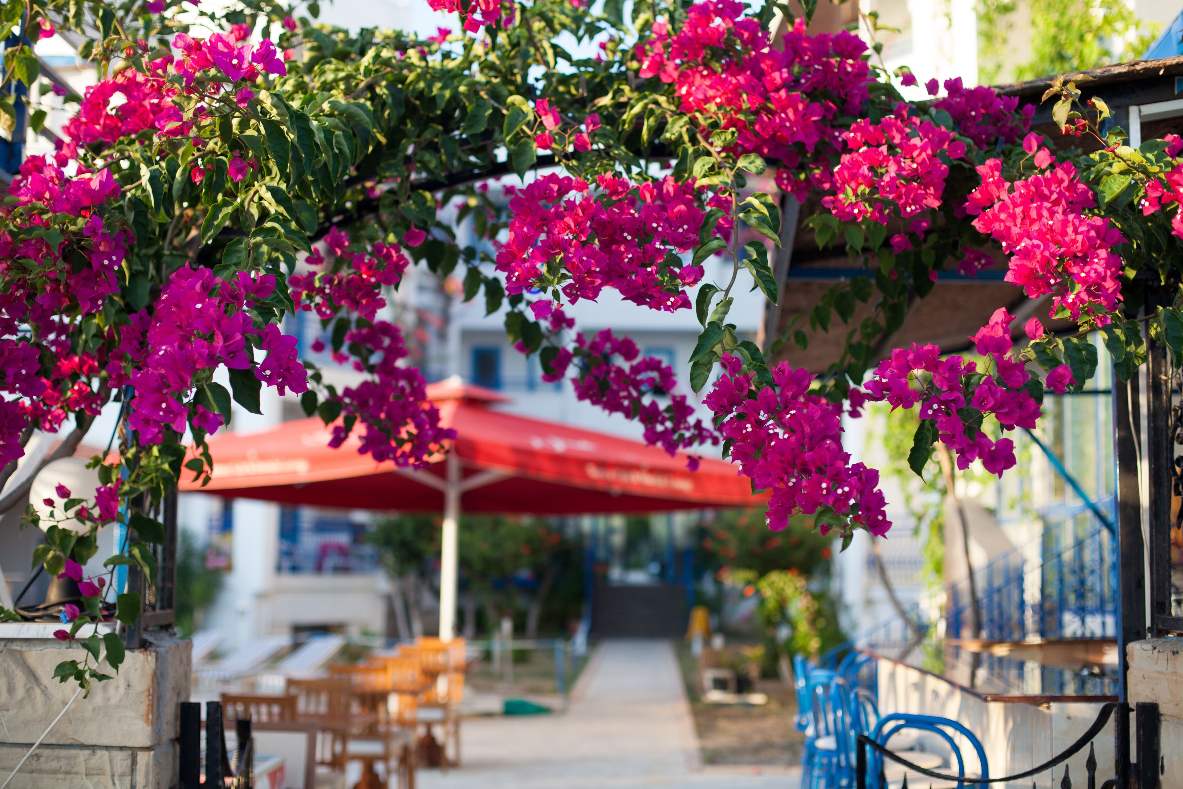 Un espace extérieur aménagé avec des tables et des chaises, un chemin et un parasol rouge.