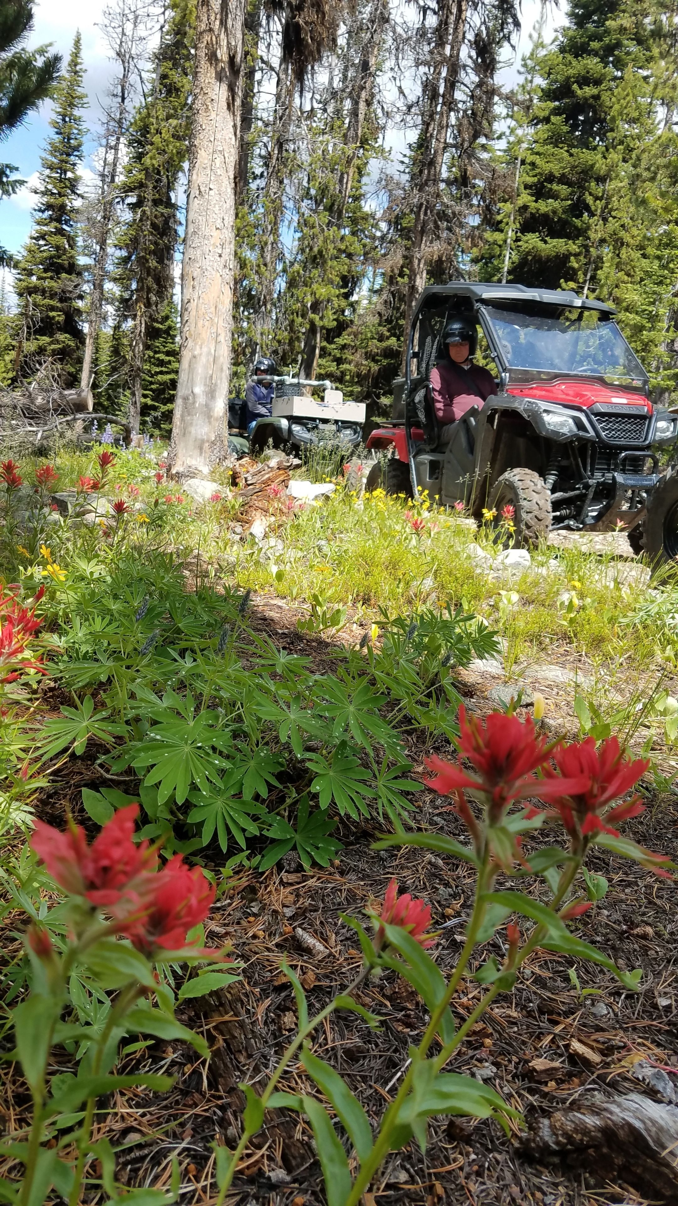 A forested area with a red vehicle and a person in a helmet.