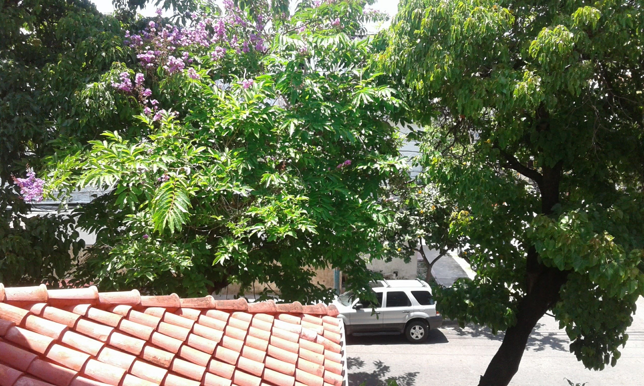 A red-tiled roof, a white car, and green foliage with purple flowers.