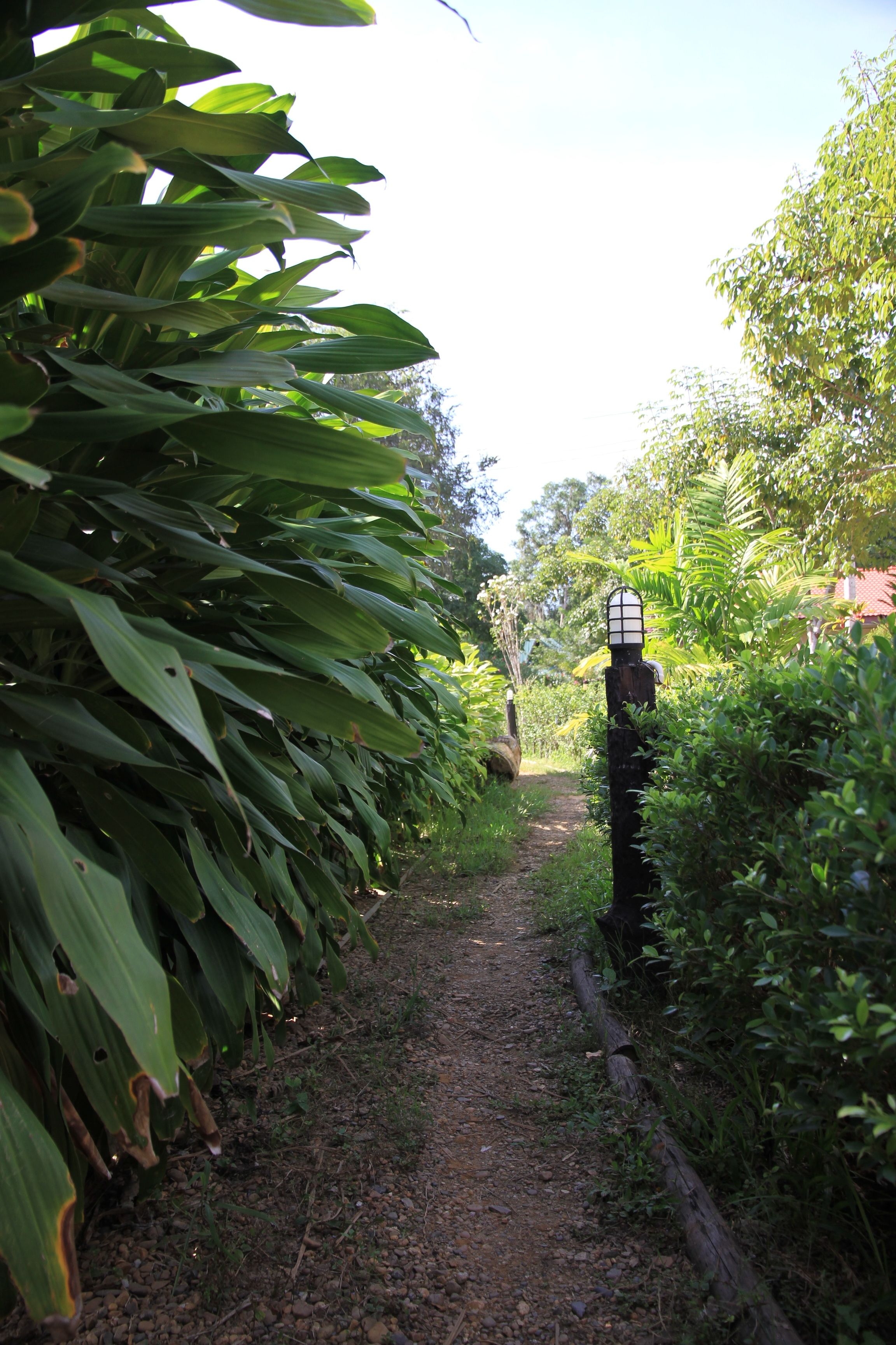 A dirt path surrounded by dense foliage and a black post with a grid pattern.