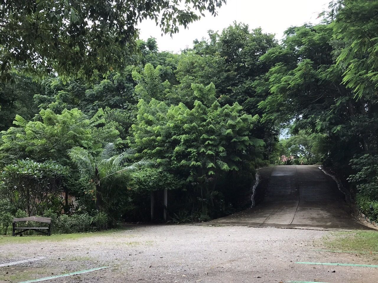 A dirt path leading to a tunnel surrounded by dense green foliage.