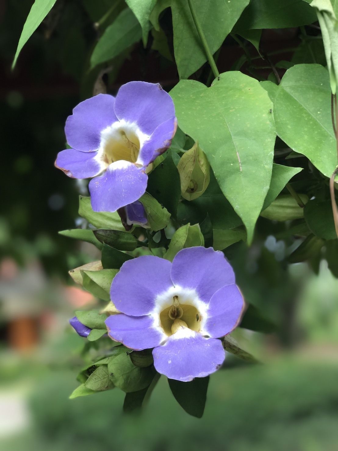 A close-up of purple flowers with yellow centers, surrounded by green leaves.