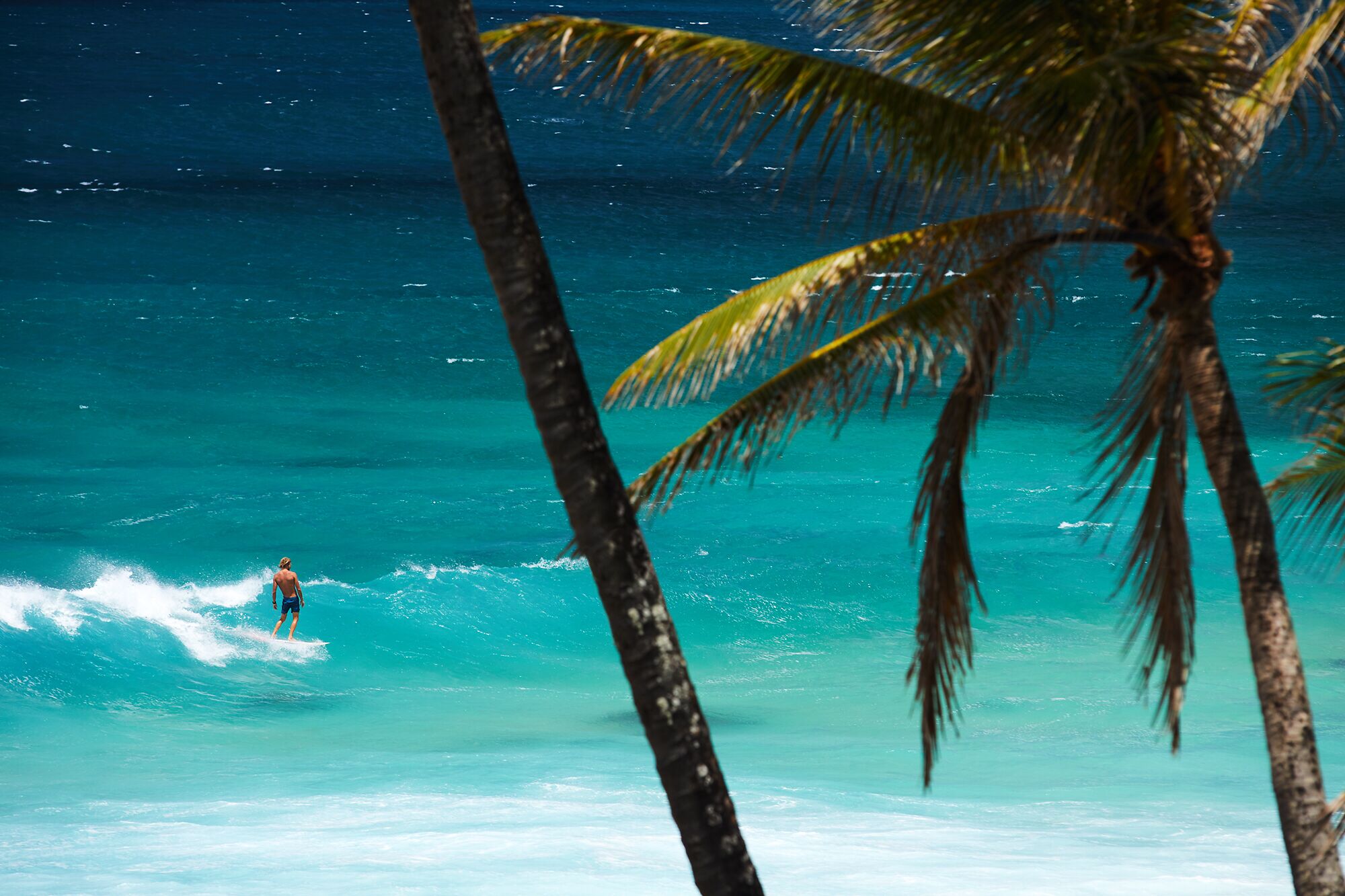 Une scène de plage avec une eau turquoise cristalline, des palmiers et un surfeur chevauchant une vague.
