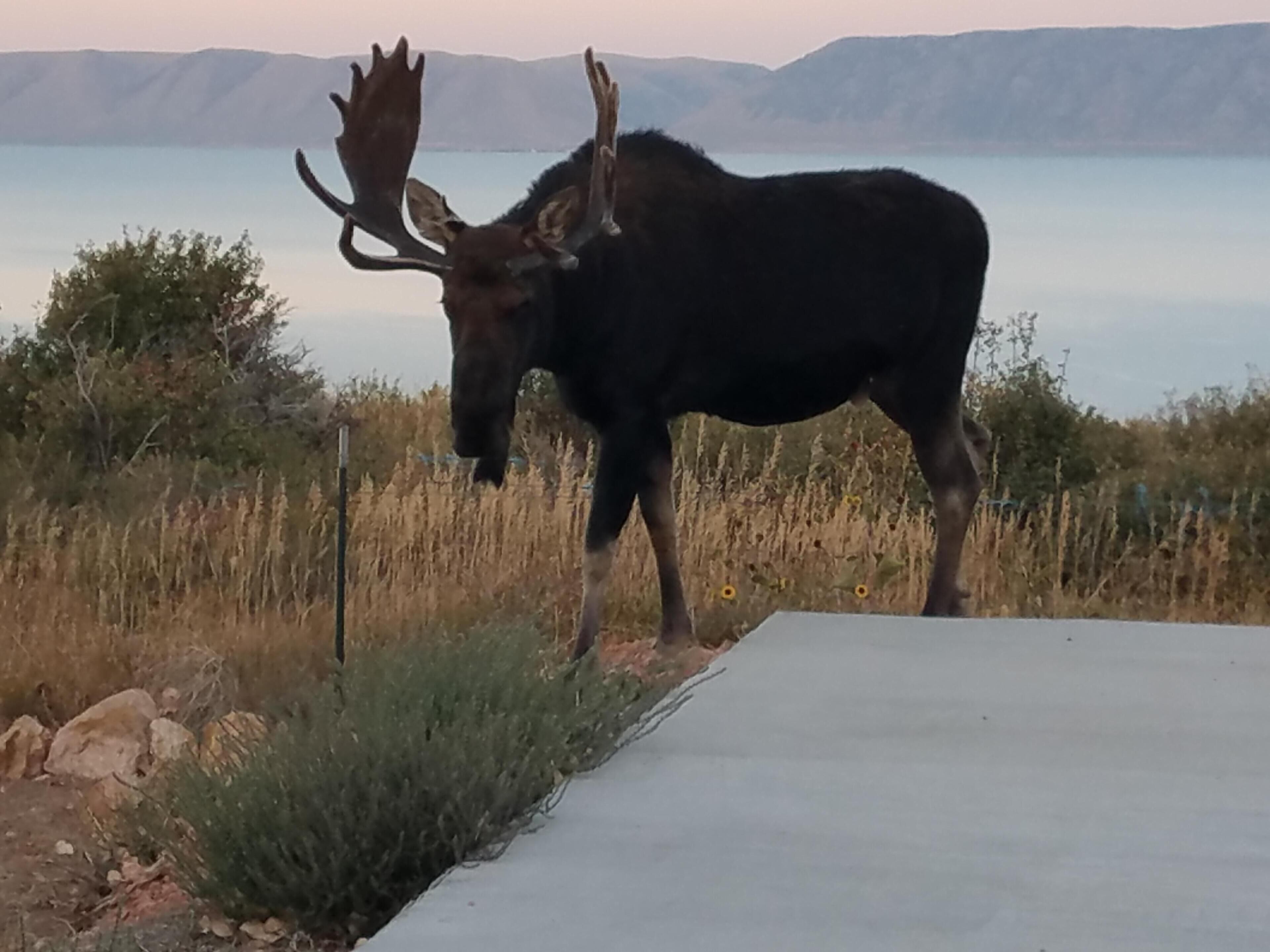 Un alce parado sobre un sendero de concreto con un paisaje montañoso al fondo.