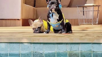 Aceita animais de estimação