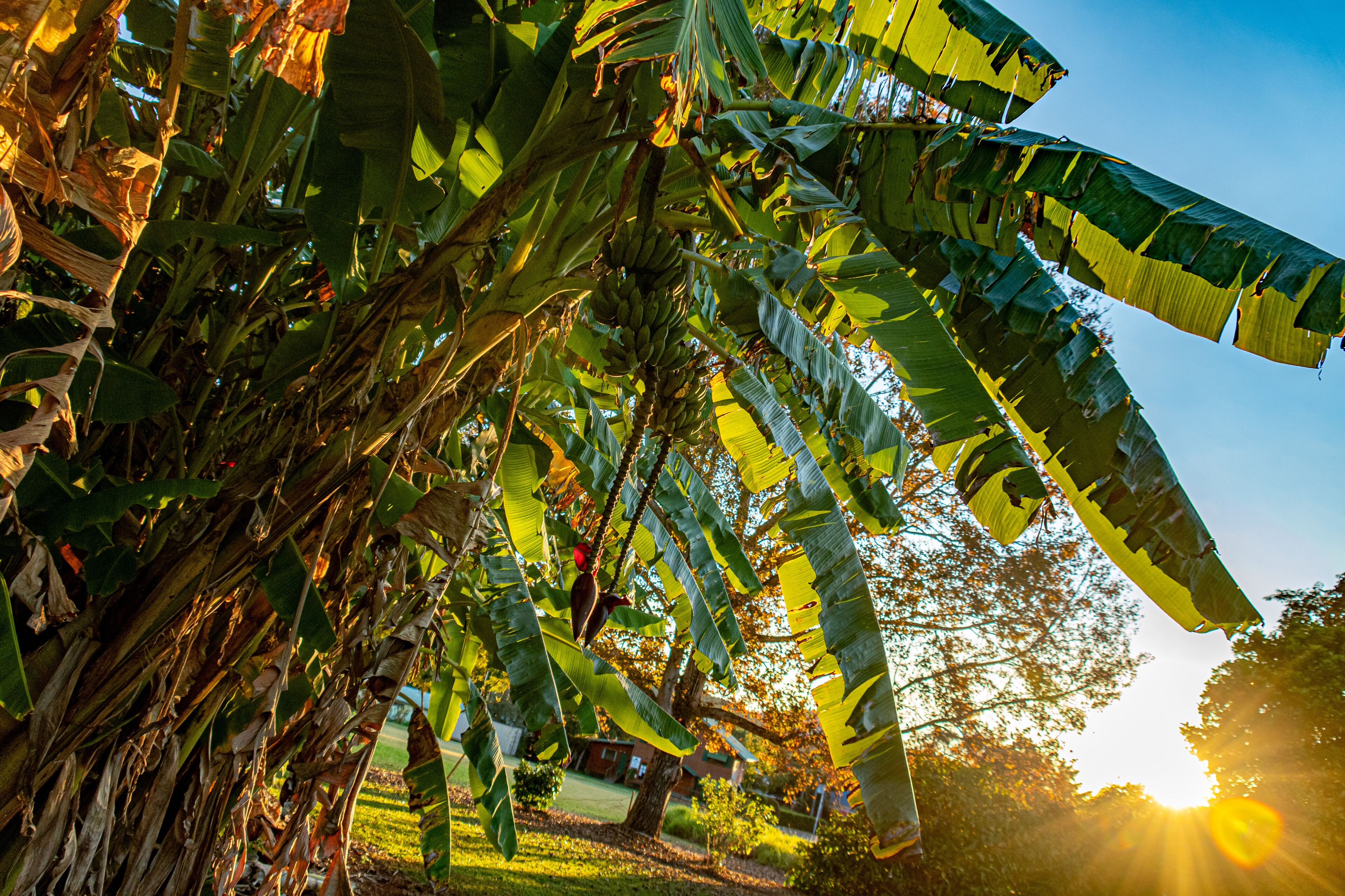A lush banana tree with ripe fruit and a clear sky.