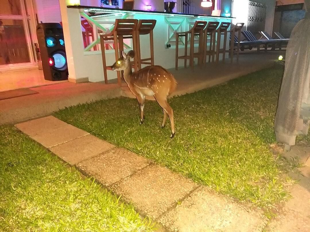 Photo - Residence Helios