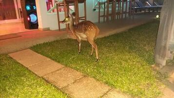 A deer in a grassy area near a bar with outdoor seating.