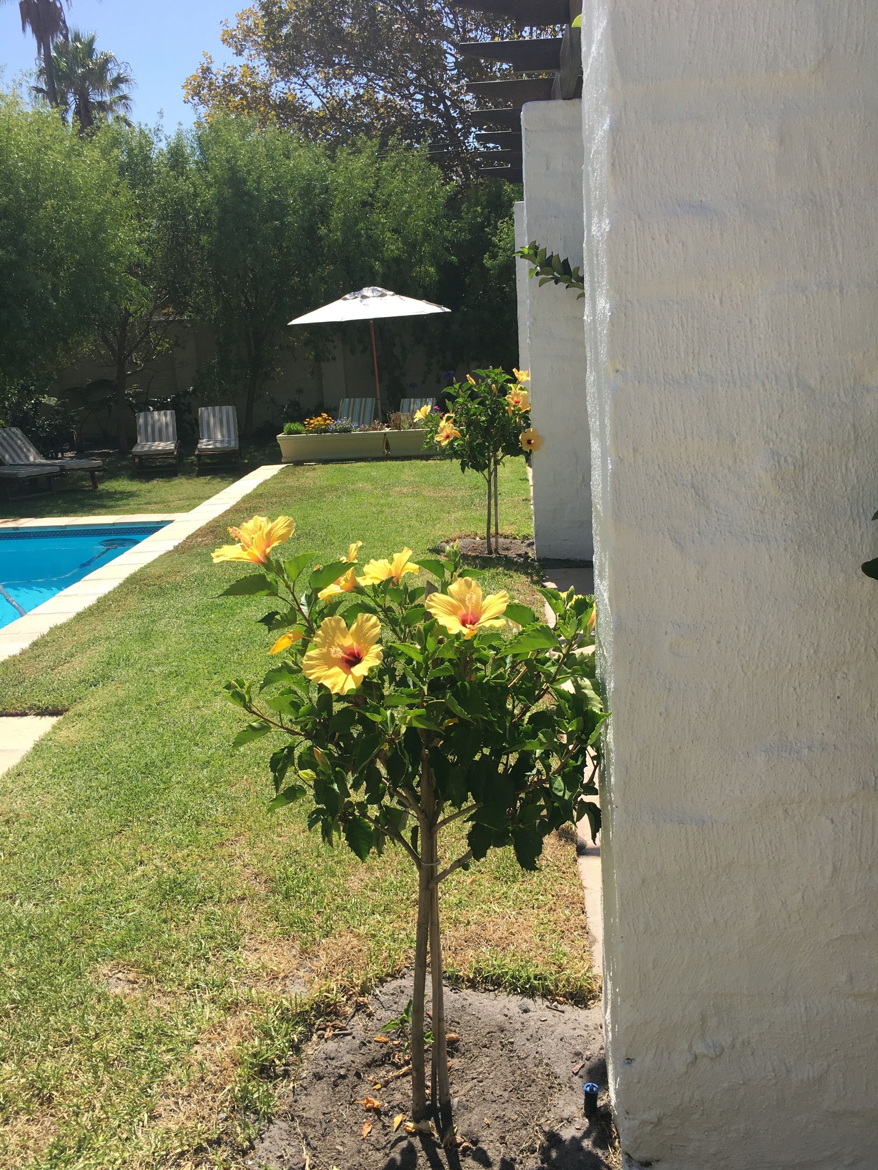 Un jardin avec une piscine, des chaises longues et un petit arbre aux fleurs jaunes.