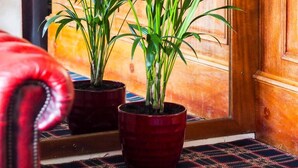 A room with a large potted plant in the center, a wooden cabinet to the right, and a red chair in the foreground. - Carlton House Guesthouse (Scarborough)