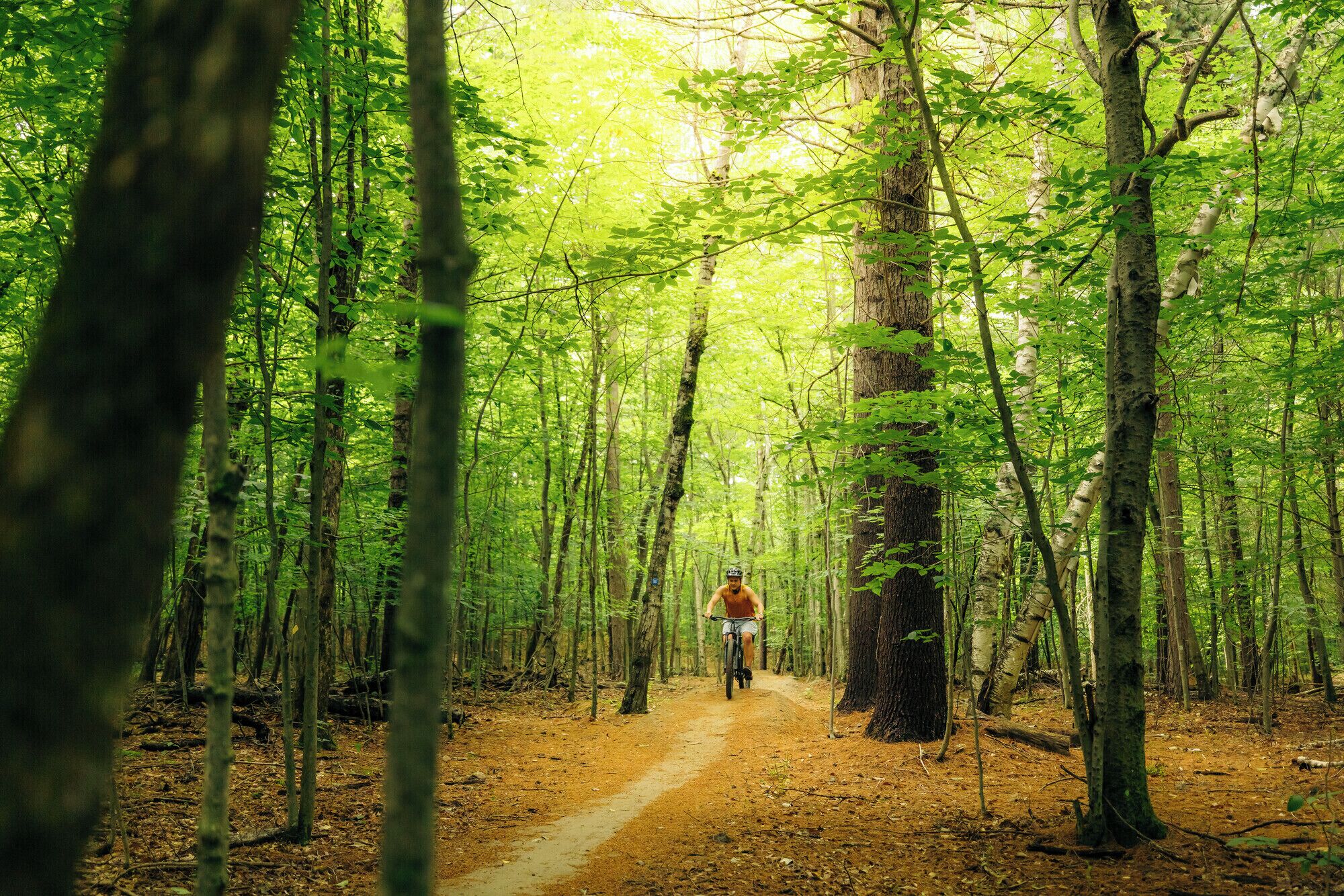 A forest path with a cyclist.