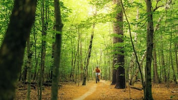 A forest path with a cyclist.