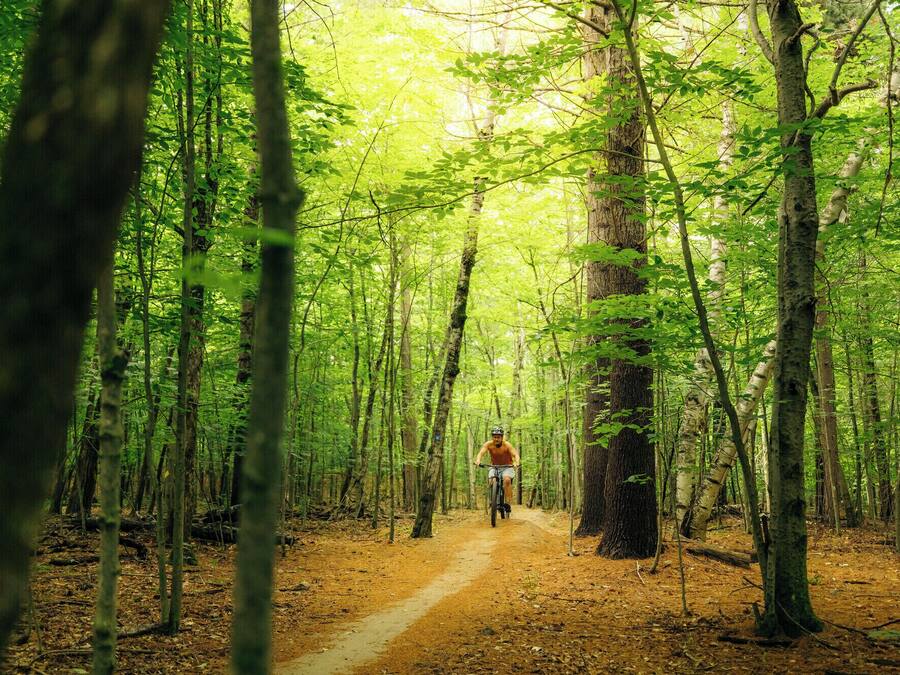 A forest path with a cyclist.