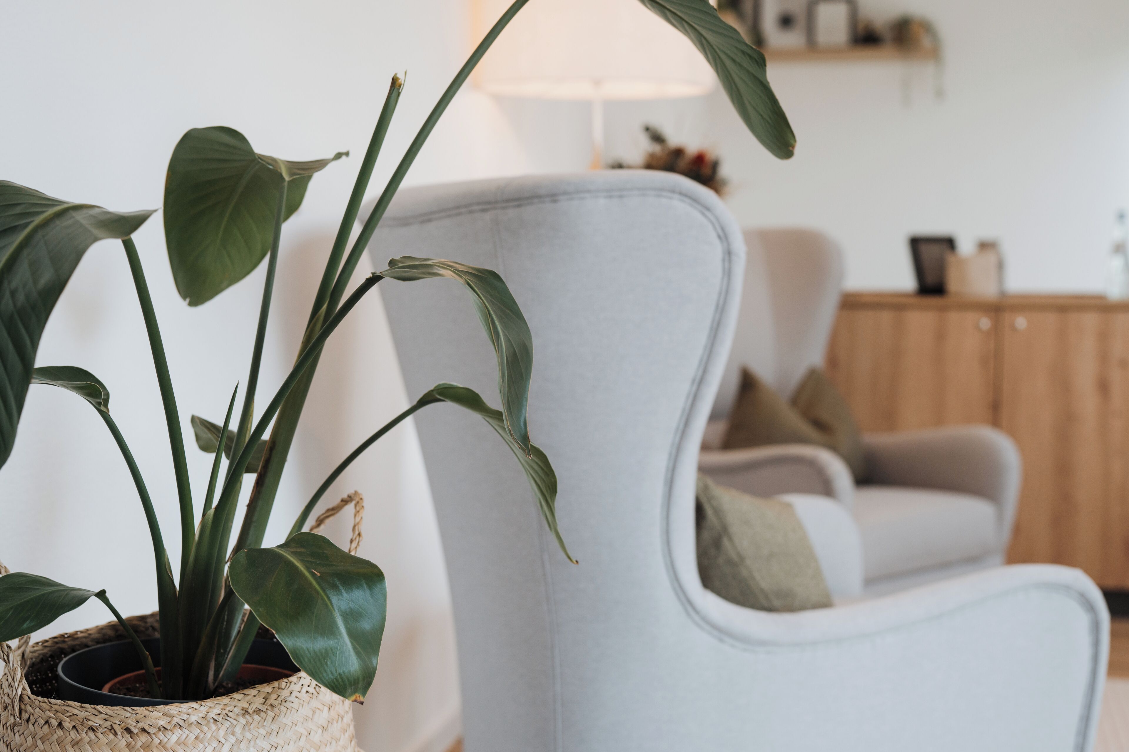A room with a white armchair, a potted plant, and a wooden cabinet in the background.