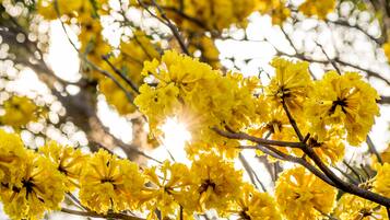 A tree with clusters of yellow flowers.