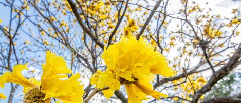 A tree with yellow flowers and a clear blue sky.