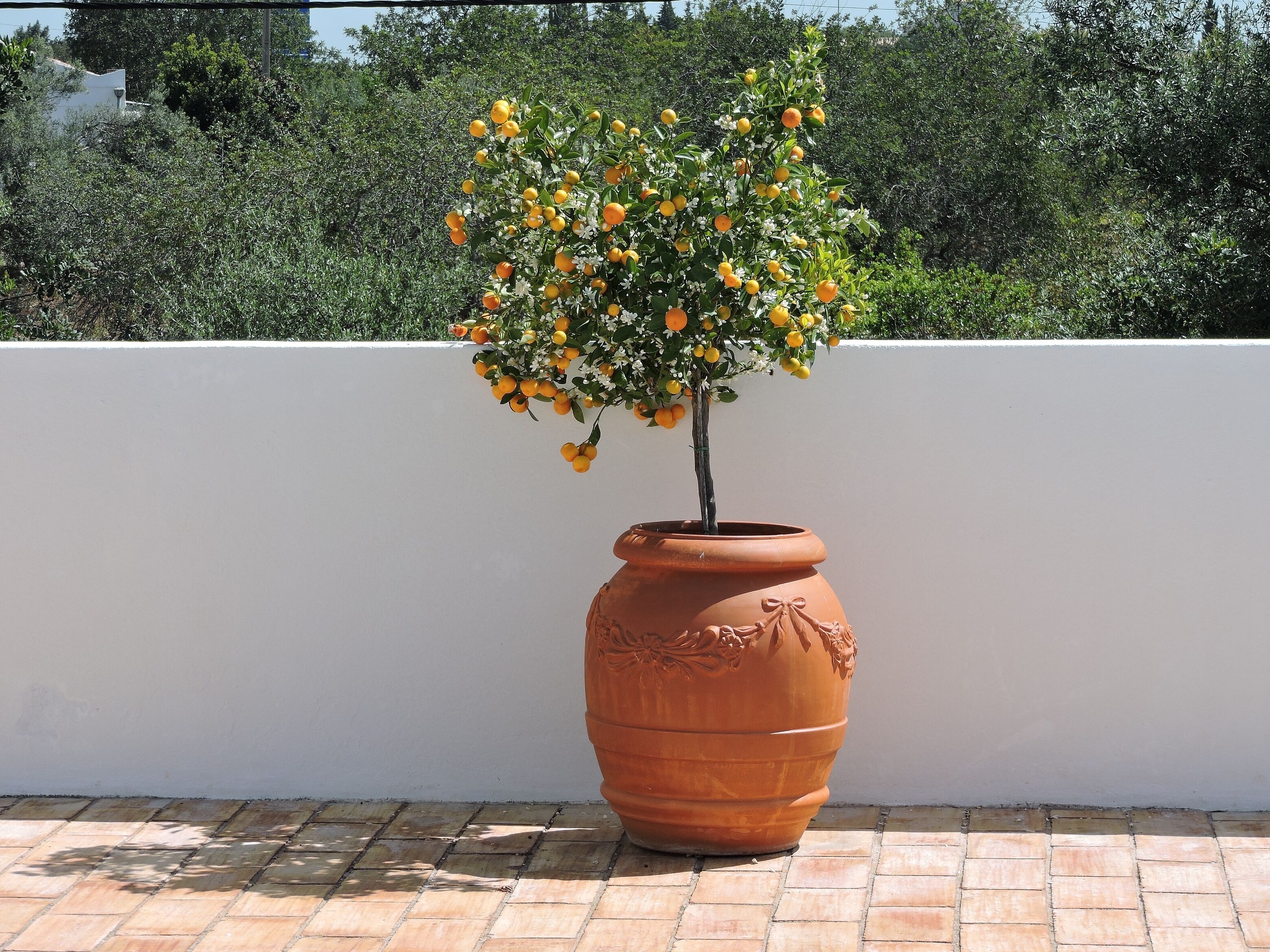 Terrein van de accommodatie