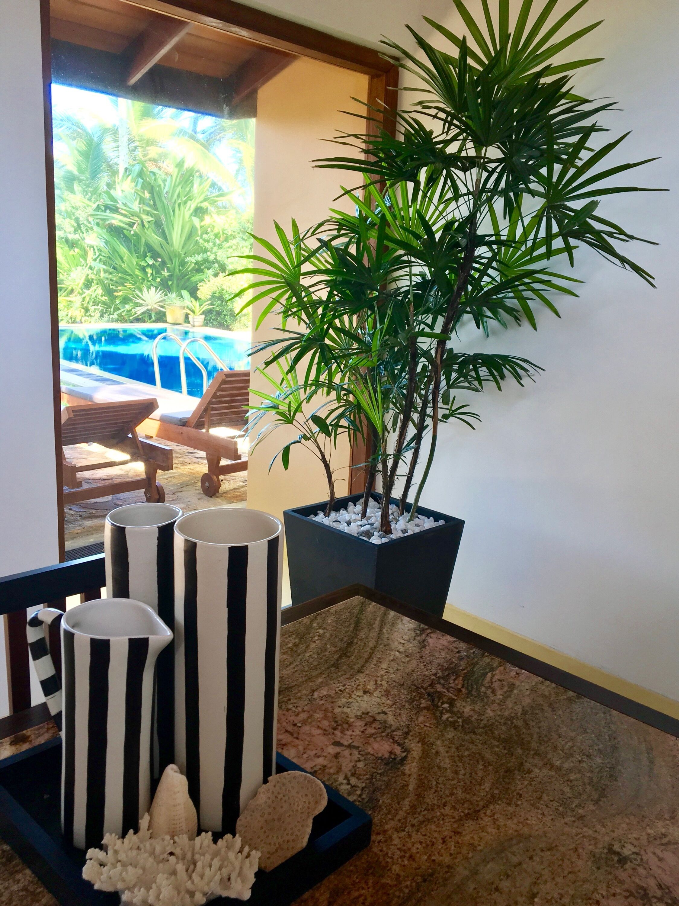 A room with a view of a pool, a potted plant, and a tray with decorative items.