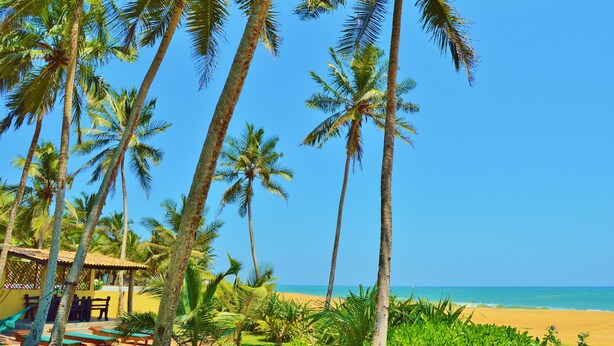 Ein Strand mit Palmen, einem Poolbereich und Blick aufs Meer.