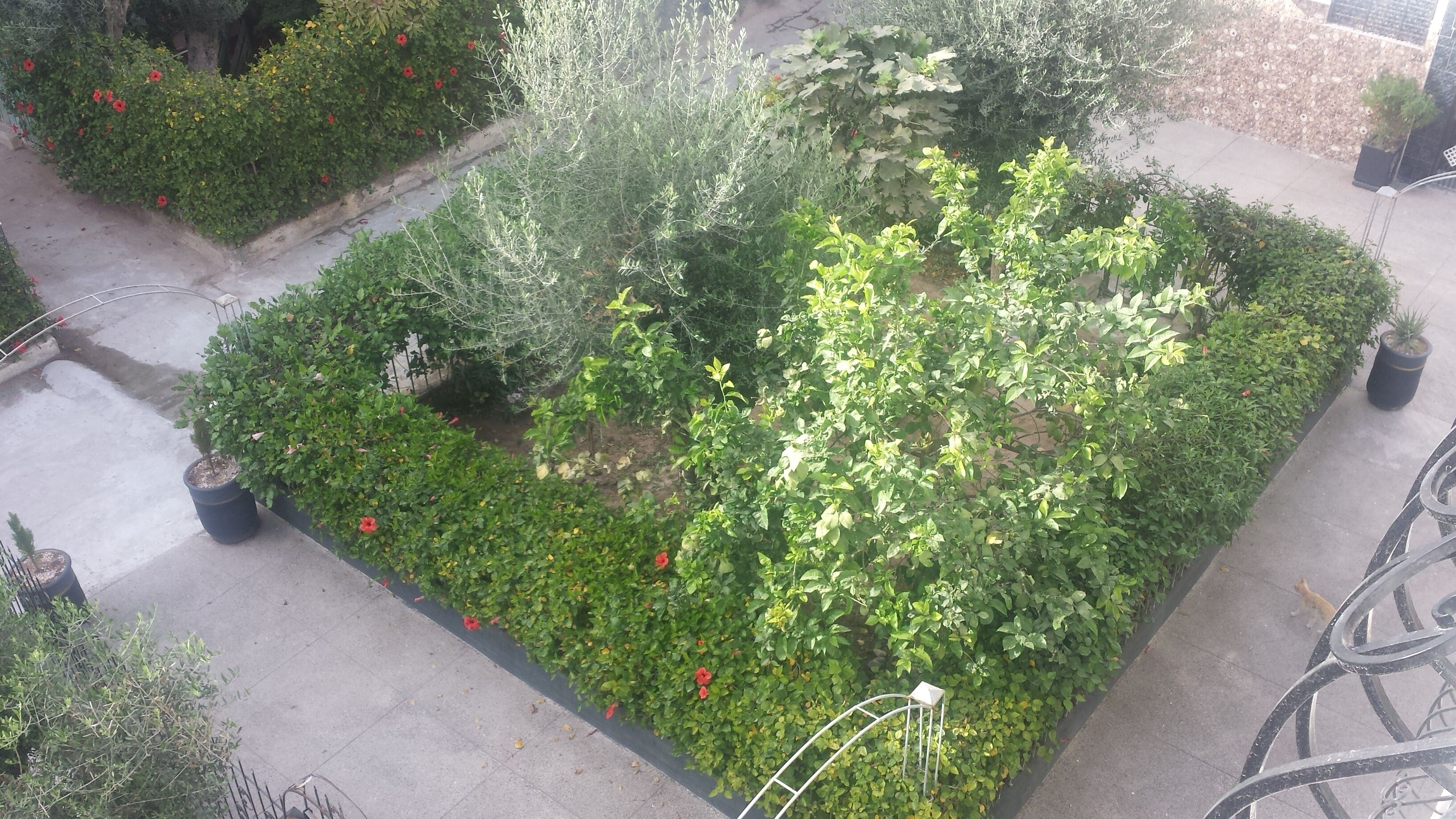 A rooftop garden with various plants and flowers, a metal railing, and a paved walkway.