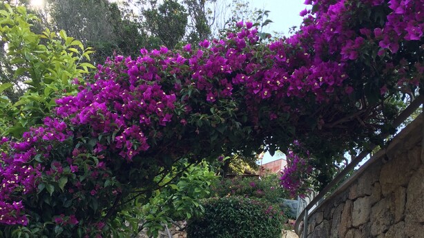 Property grounds - COSTA SMERALDA BEAUTIFUL VILLA WITH POOL 150 MT FROM THE SEA SURROUNDED BY GREENERY (BAIA SARDINIA/ARZACHENA)