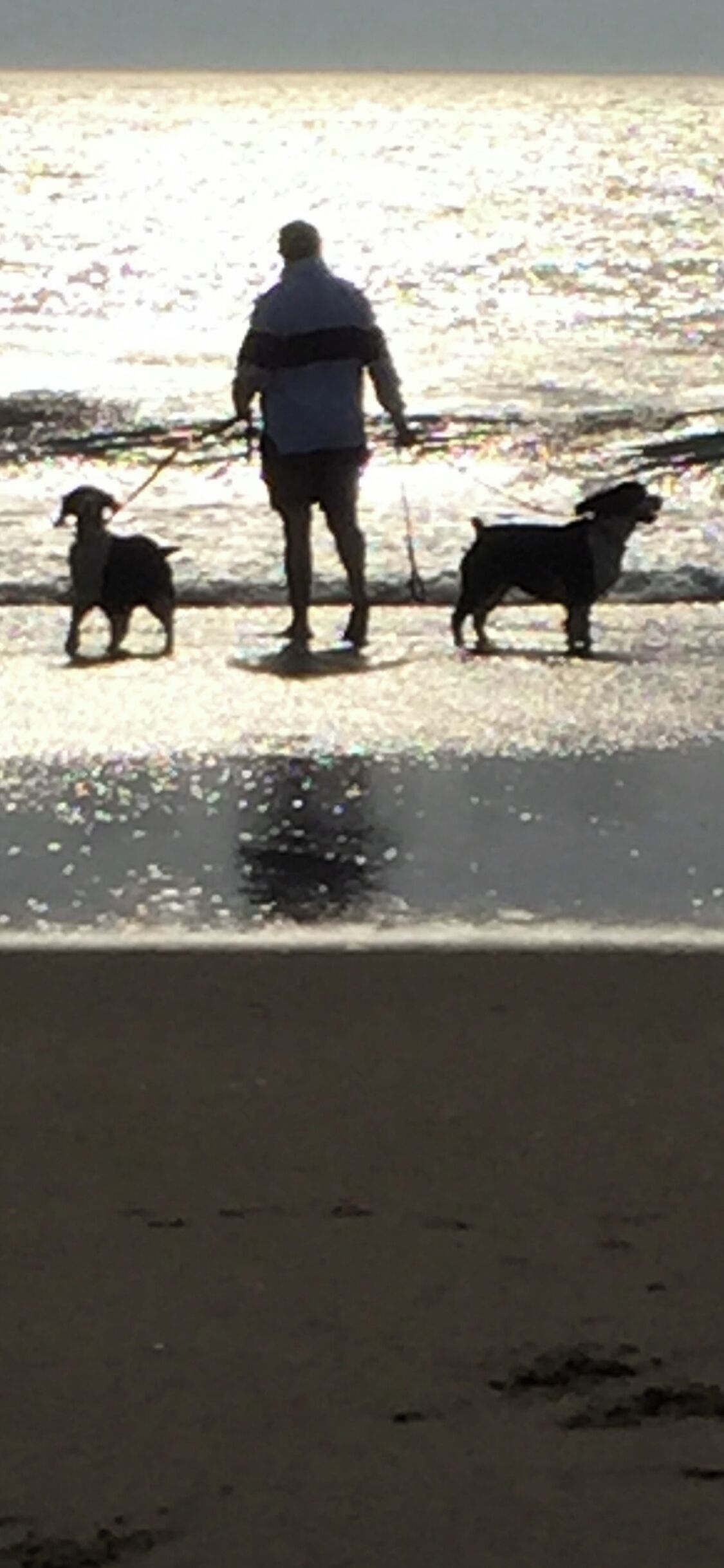 A person walking two dogs on a beach with a calm sea in the background.