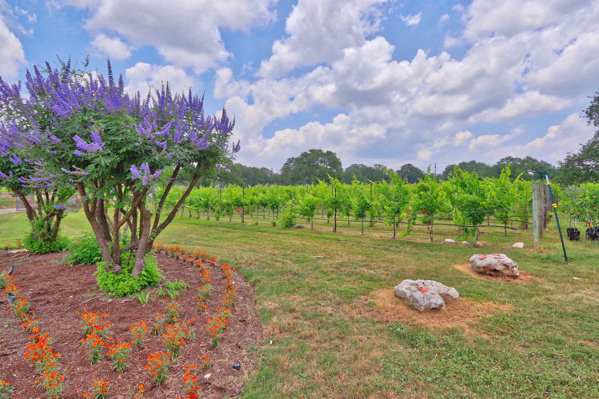 A vineyard with rows of grapevines, a tree with purple flowers, and a grassy area with orange flowers.