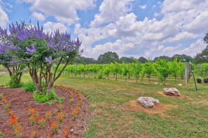 A vineyard with rows of grapevines, a tree with purple flowers, and a grassy area with orange flowers. - Fall Creek Vineyards Wine Country Inn | Free Wine Tasting! (Driftwood)