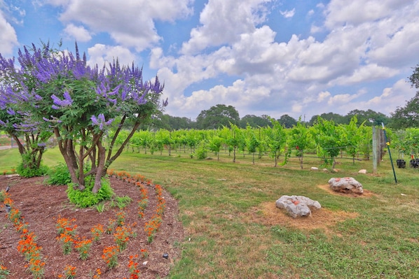 Un vignoble avec des rangées de vignes, un arbre aux fleurs violettes et une zone herbeuse parsemée de fleurs oranges.