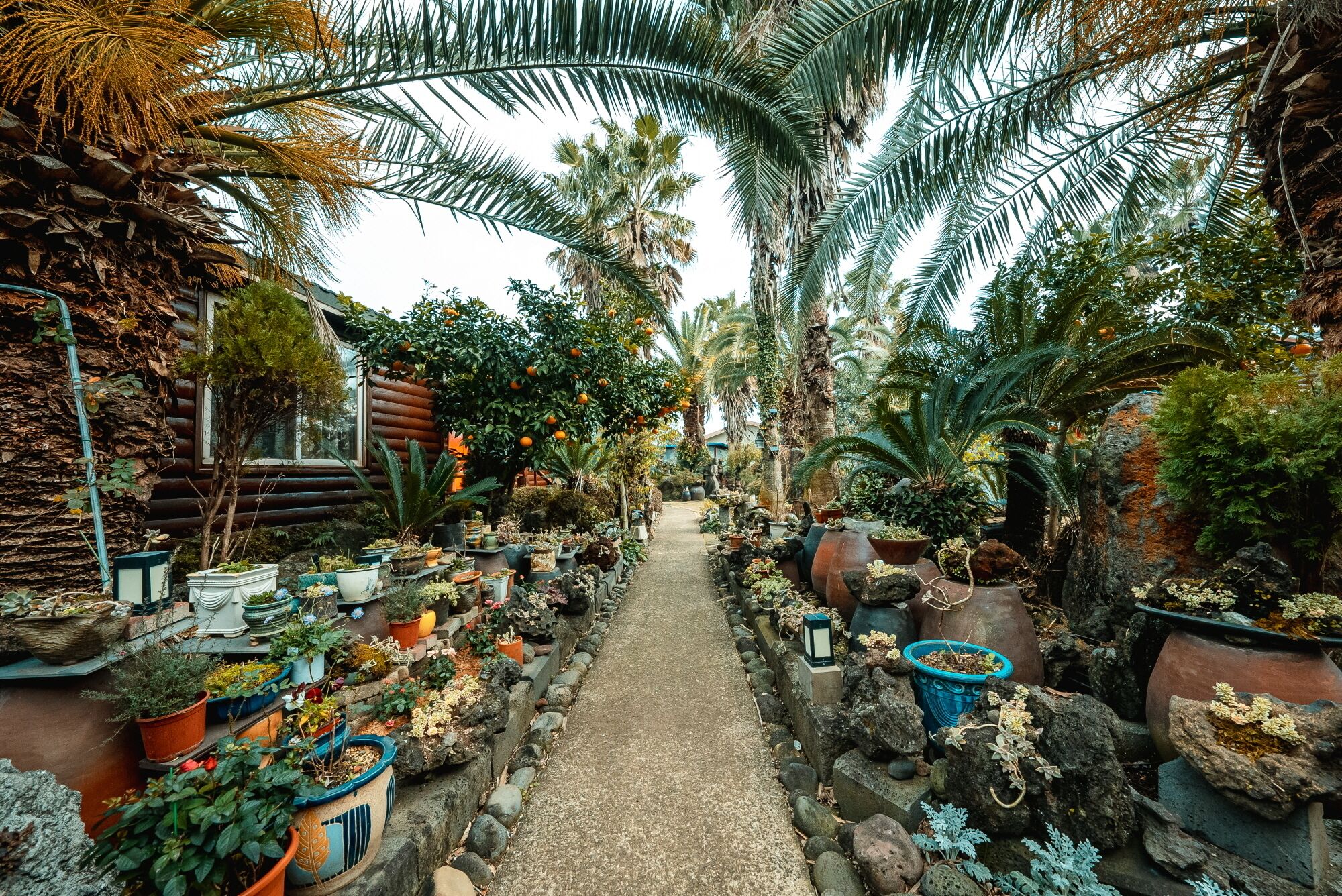 Un sendero en un jardín bordeado por diferentes plantas en macetas y árboles, que conduce hacia una cabaña de madera.