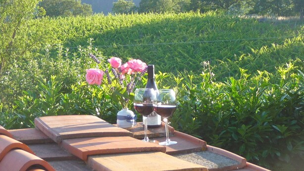 Un vignoble avec des rangées de vignes et des fleurs roses au premier plan.