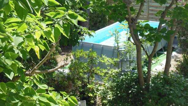 Ein Pool, umgeben von üppiger Vegetation und Bäumen.